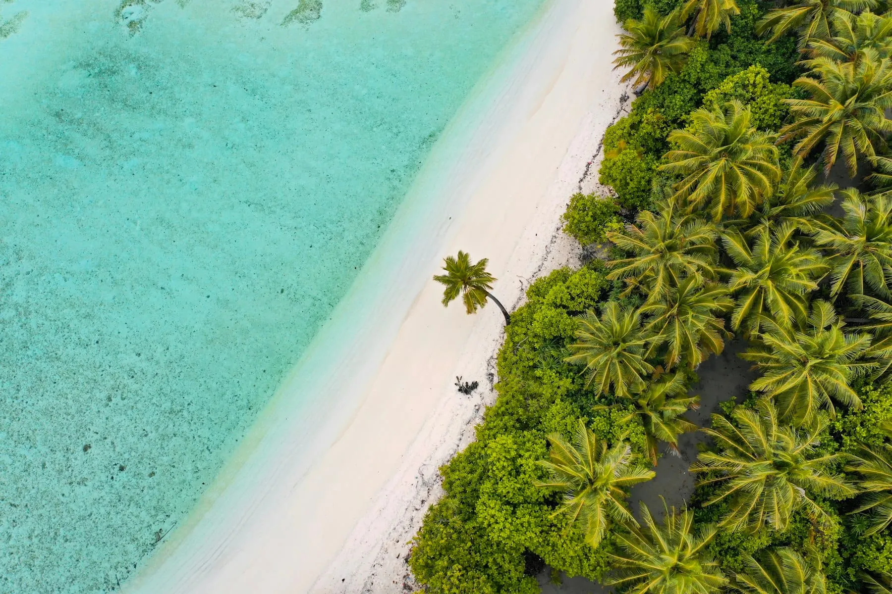 Aerial view of a white sand beach with palm trees and a seaplane on clear blue water